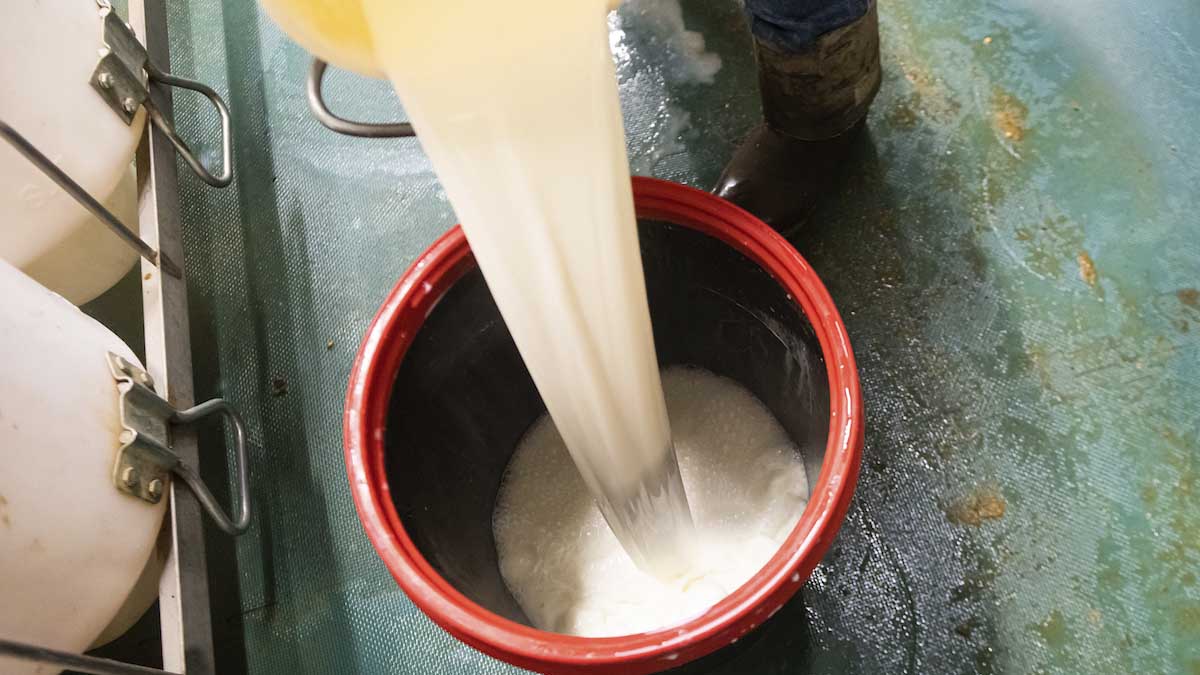 Milk being poured in a bucket.