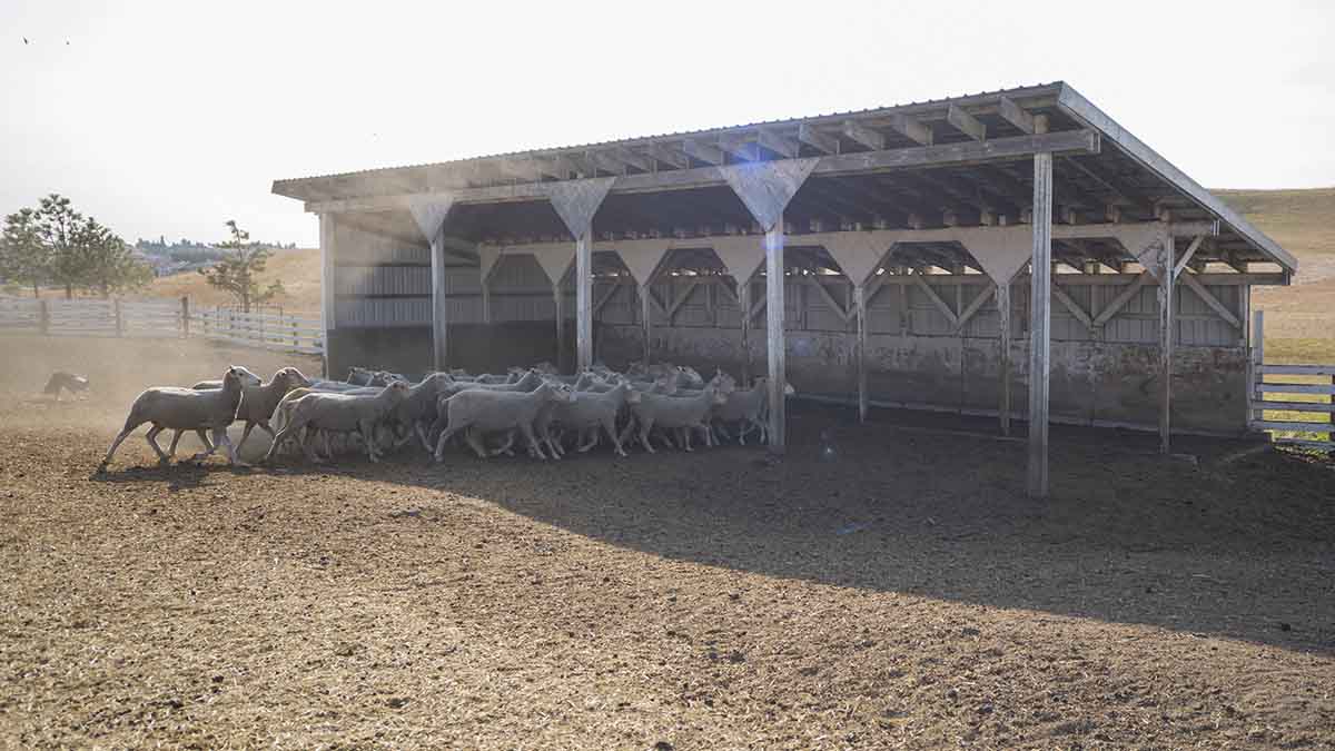 Sheep herded under structure