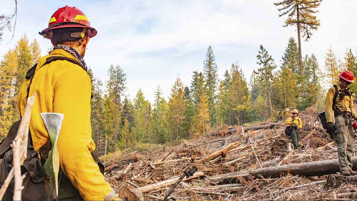 Firefighters in a forest