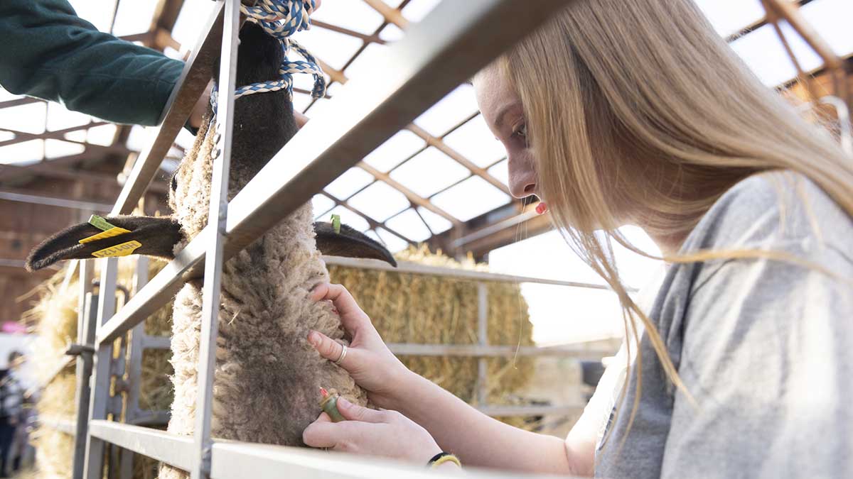 A woman drawing blood from a sheep.