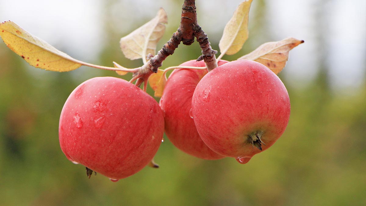 Apples on a branch