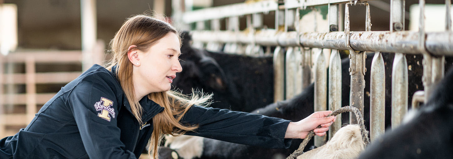 A women with cows
