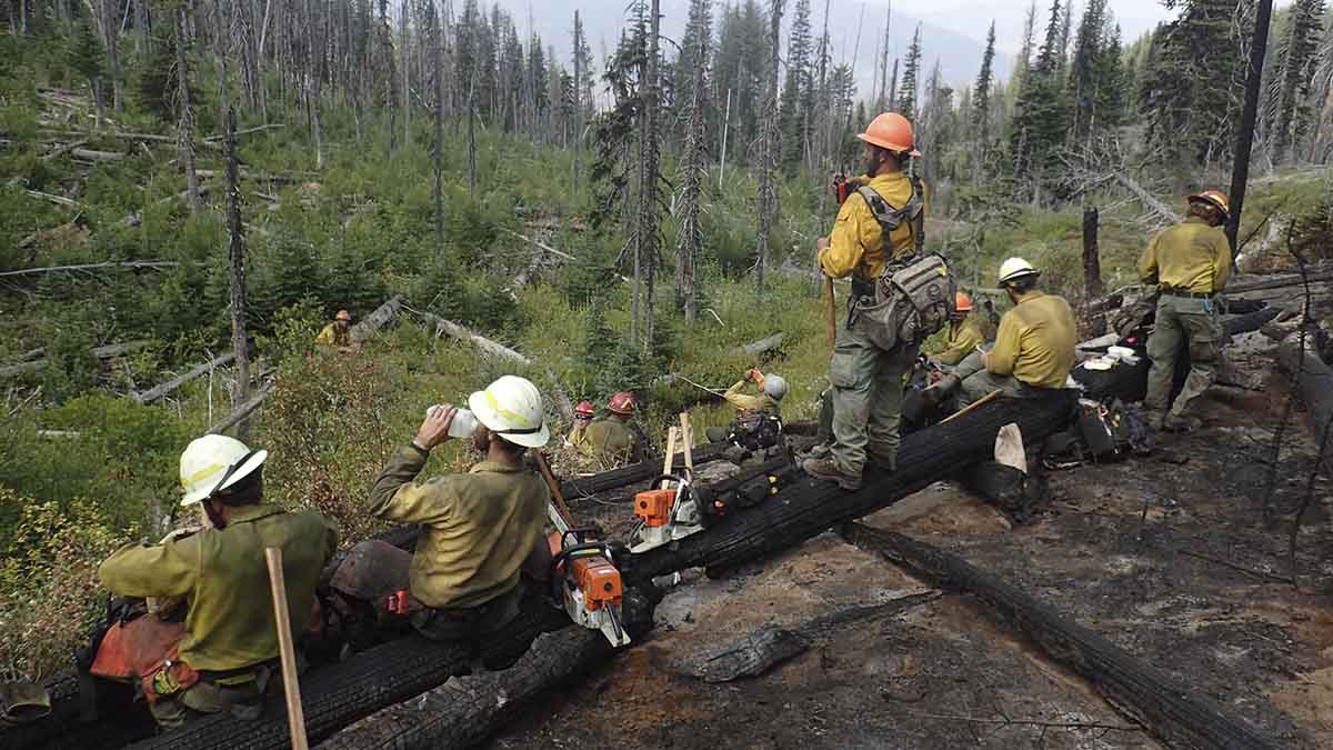 Photo of several firefighters looking out to trees, one is standing on log.