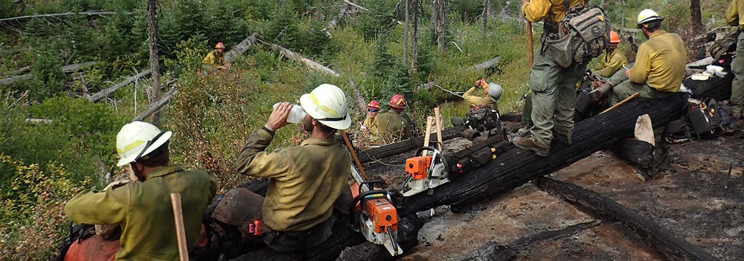 Photo of several firefighters looking out to trees, one is standing on log.