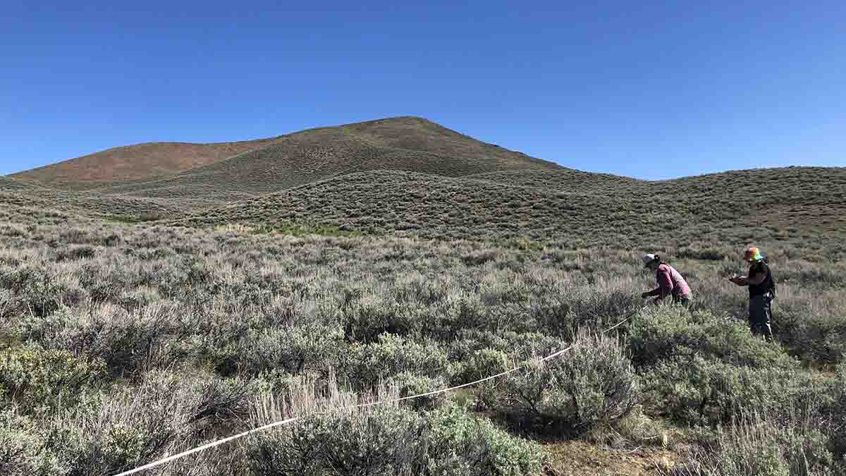 Students run a tape measure through sagebrush.