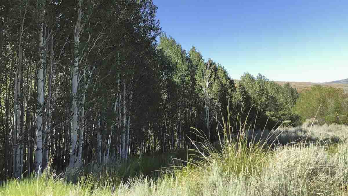 Trees around the edge of a meadow.