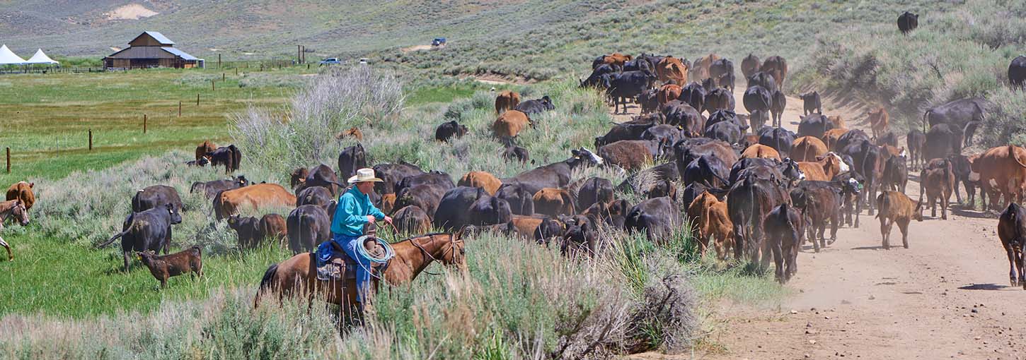 A cowboy wrangles a herd of black and brown cattle.