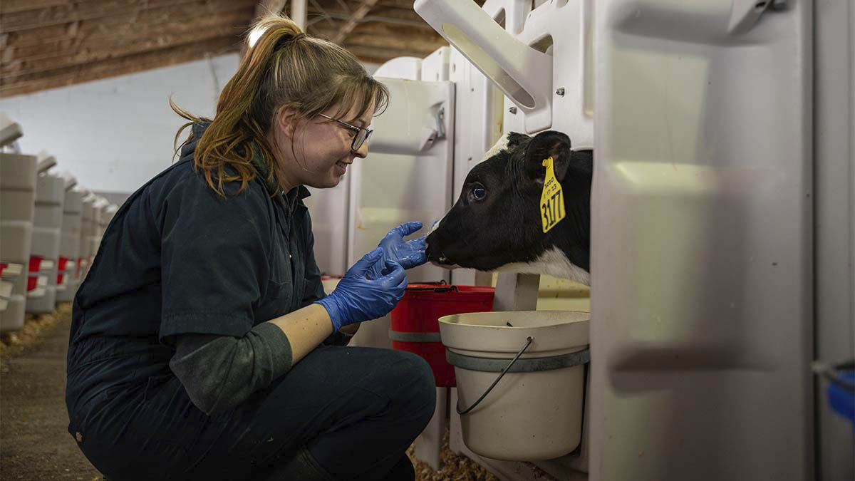 A woman kneels and pets a calf in a barn.