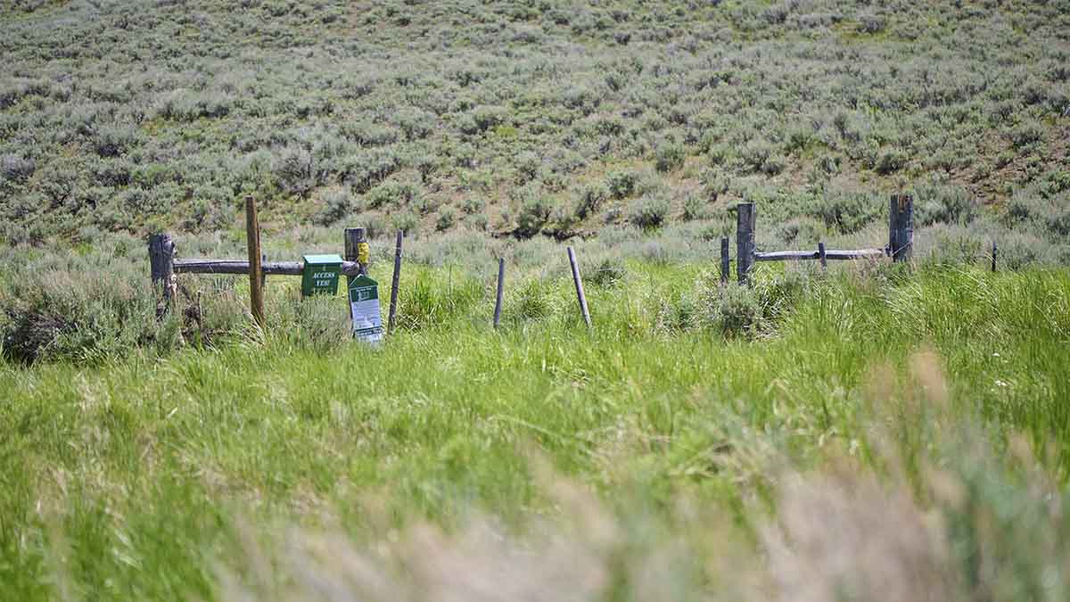 A fence runs between a field of invasive grasses and sagebrush at Rinker Rock Creek Ranch in central Idaho.