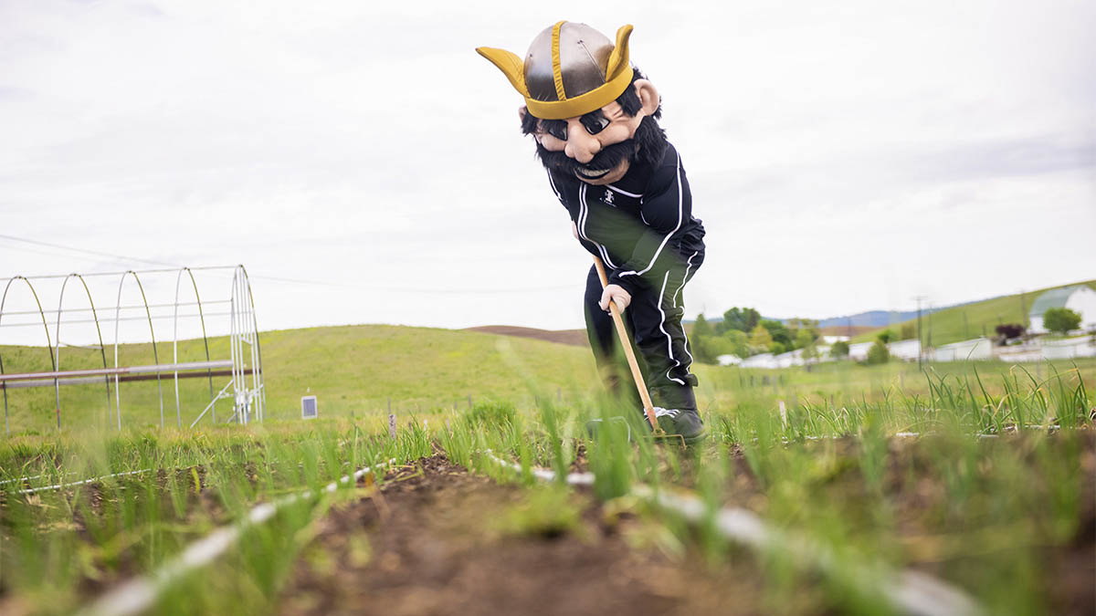 The U of I mascot Joe Vandal rakes soil at the Soil Stewards Farm.