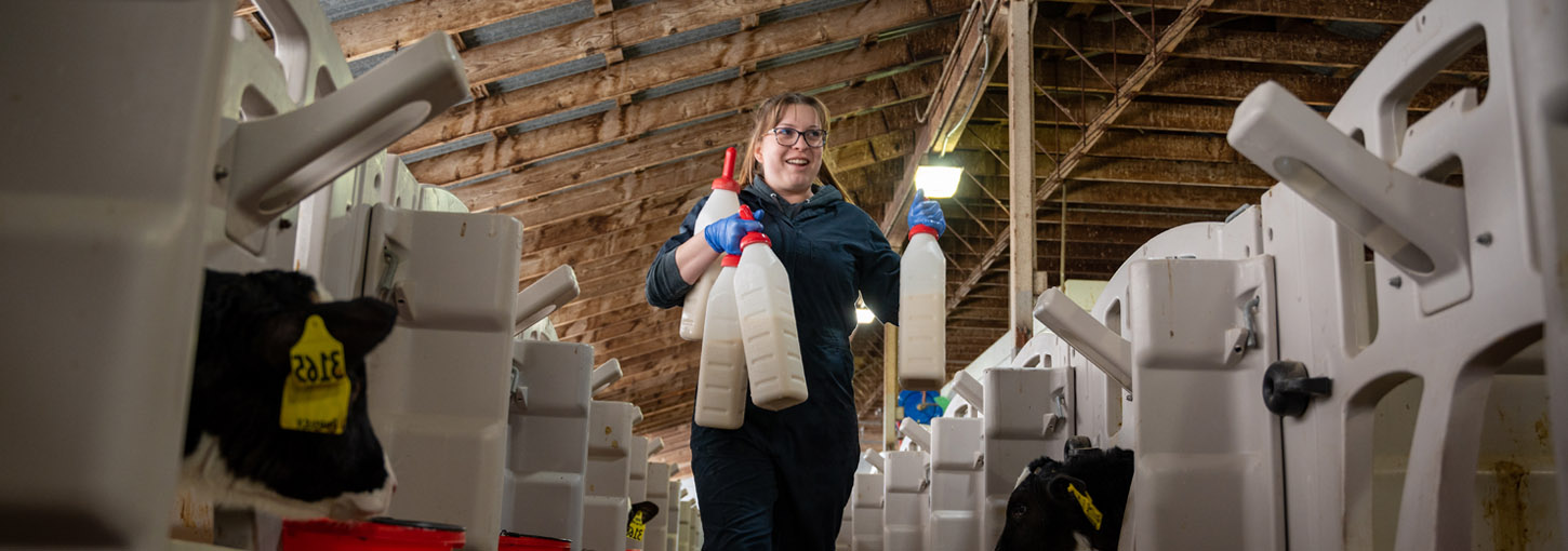 A woman walks between a row of calf hutches carrying bottles of milk.