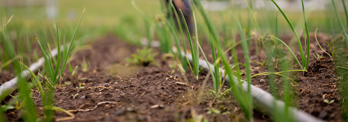 Rows of onions grow in soil.