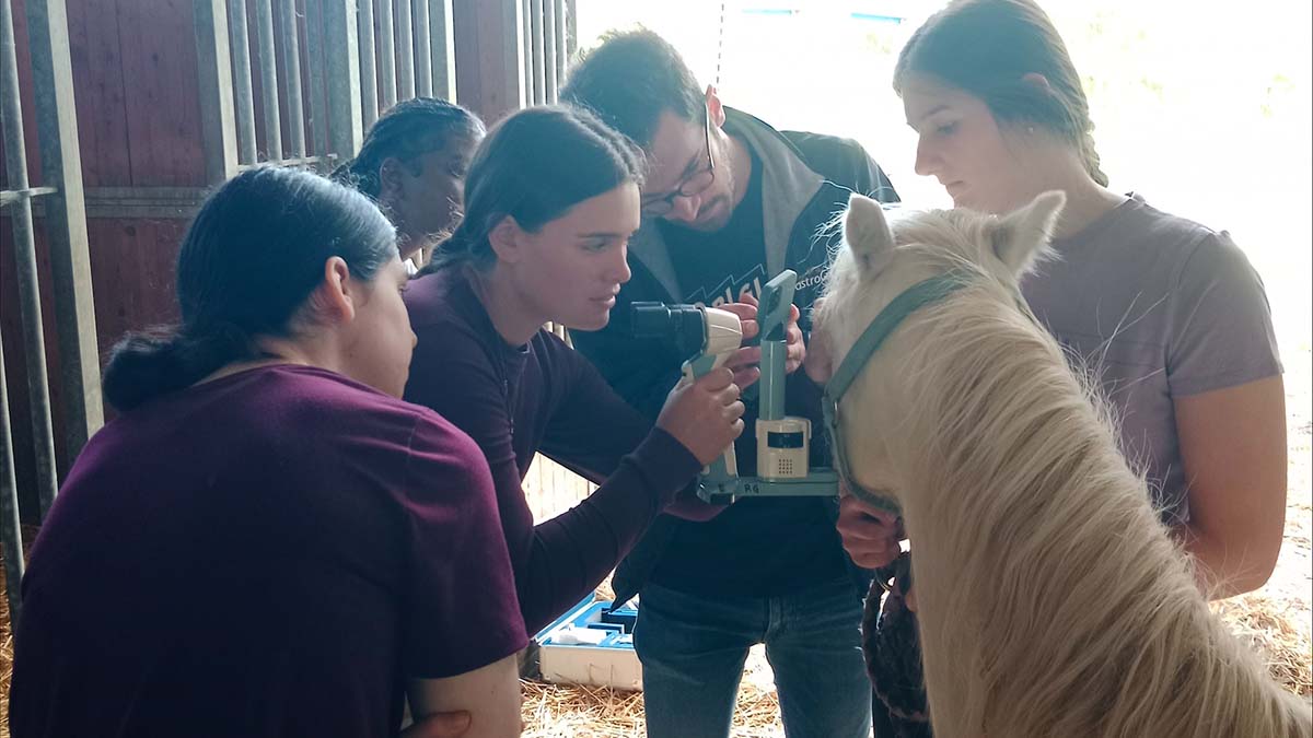 A woman exams a horse’s eye while others observe.