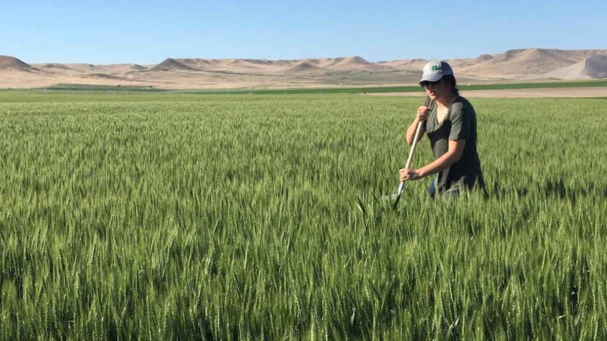 Lauren Anderson sweeps a field for aphids as part of her internship experience.