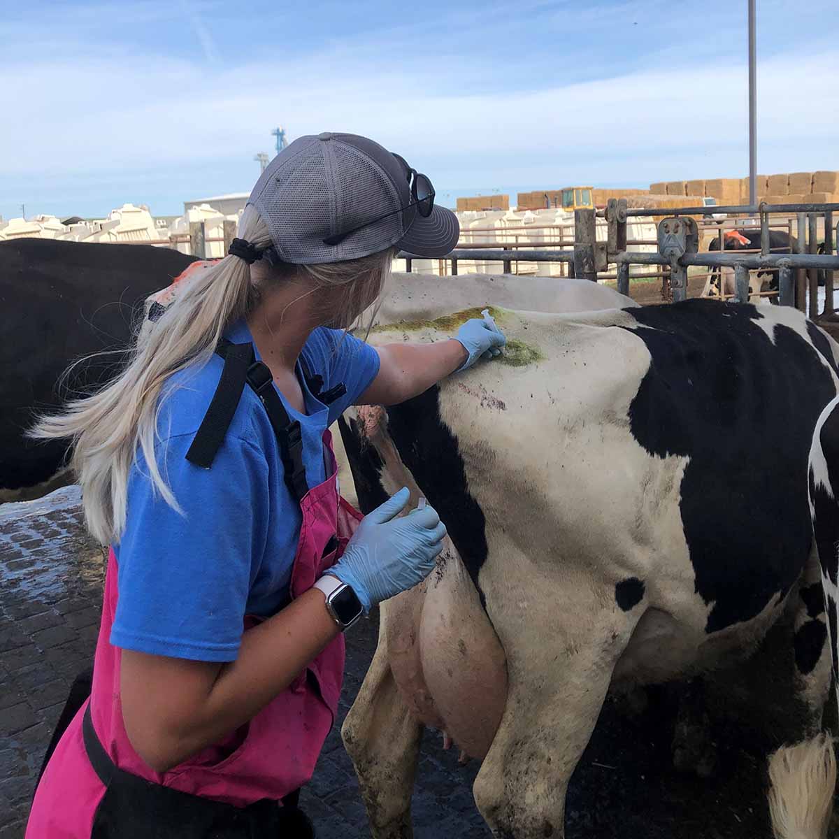 Woman giving injection to dairy cow