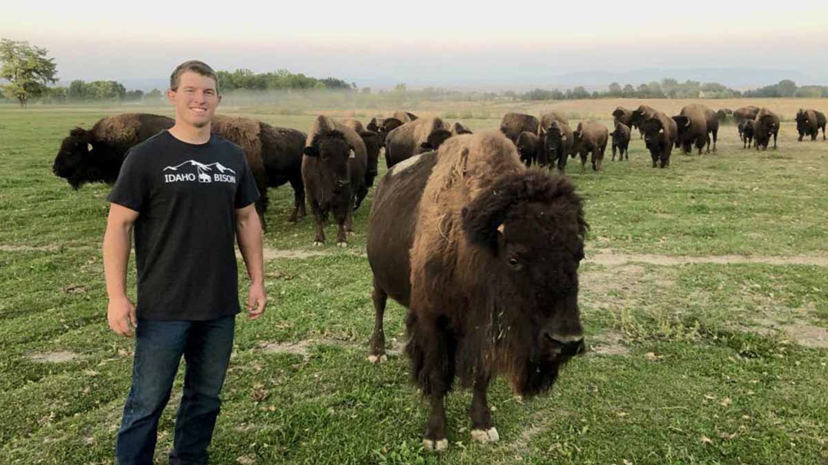 Man standing in field with herd of buffalo