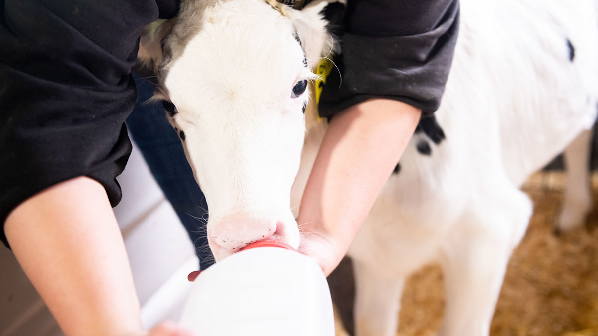 Dairy calf drinks from handheld milk bottle