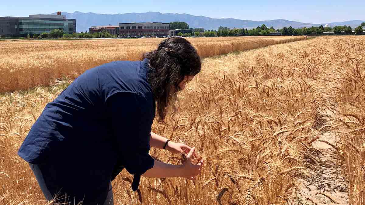 Woman inspects wheat plants in field
