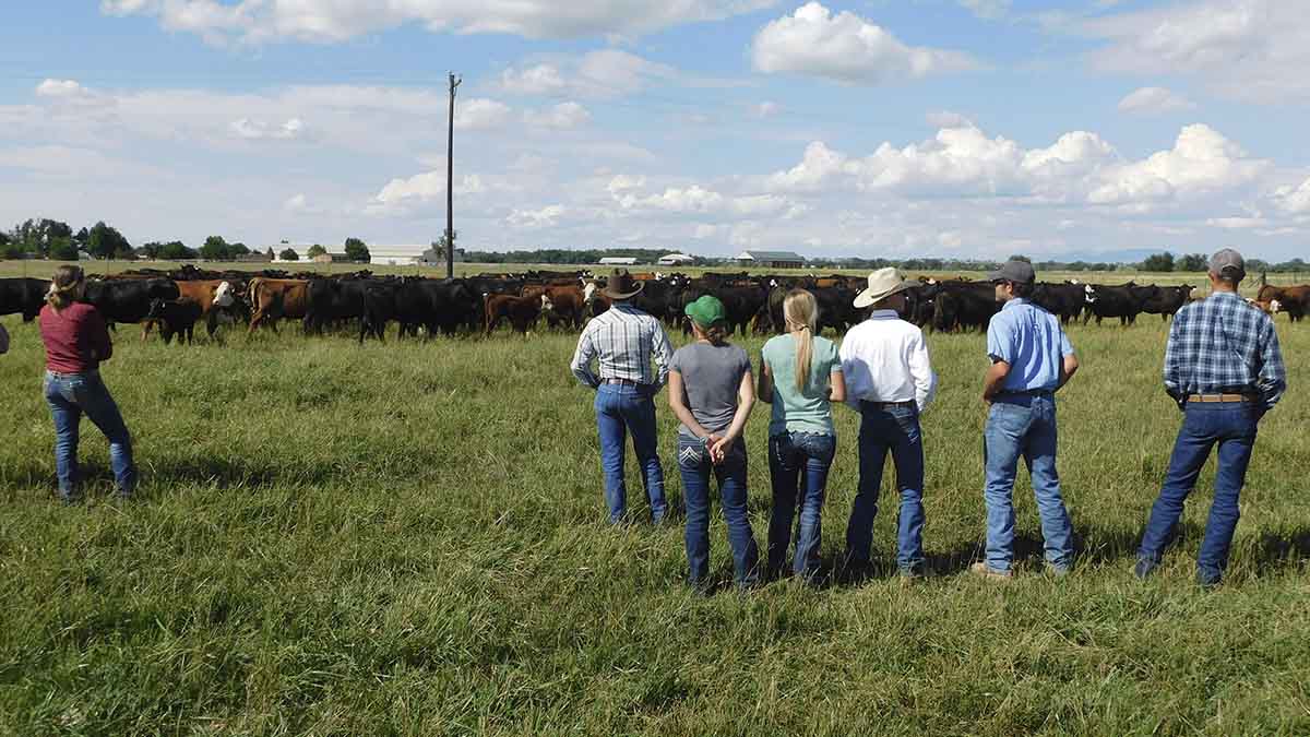 A group of men and women look at cattle in a pasture.