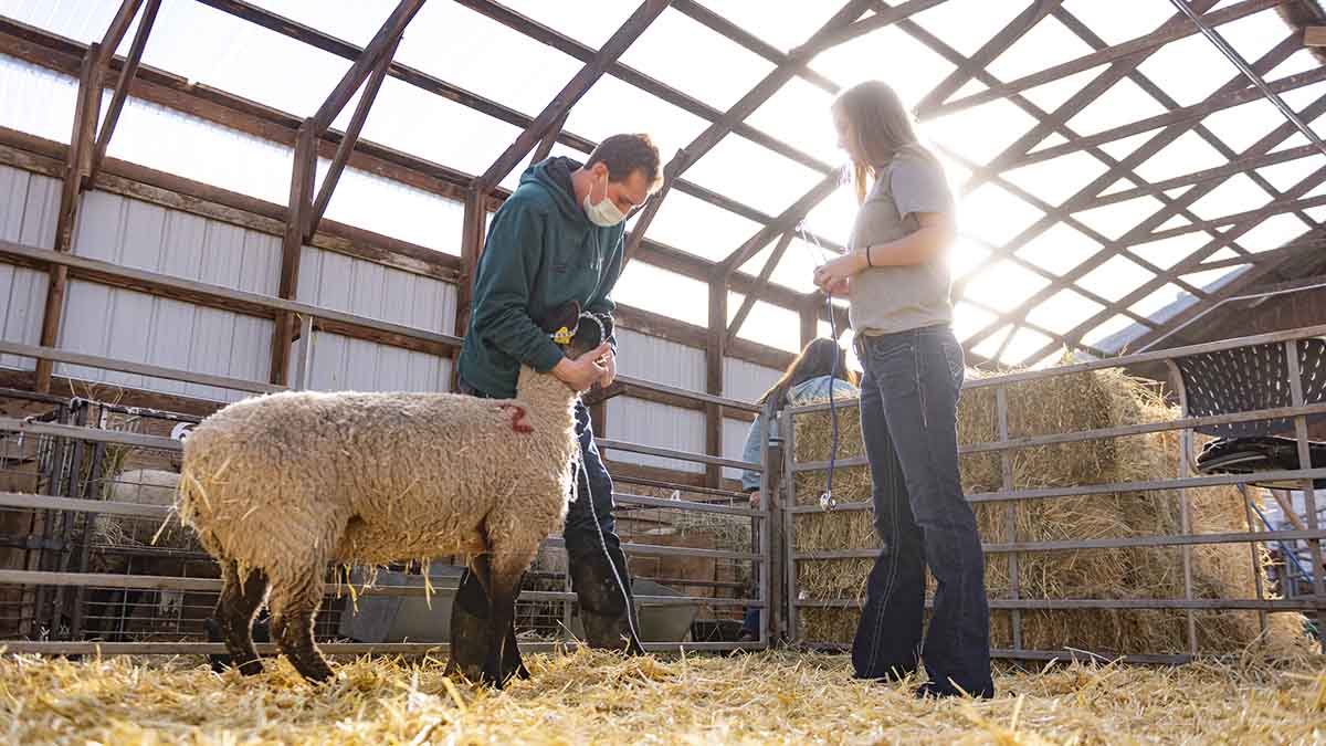 A man holds on to a sheep while a woman prepares to listen to its heartbeat.