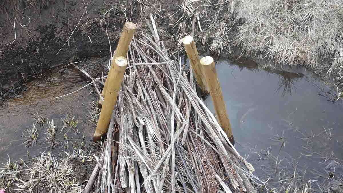A human made beaver dam