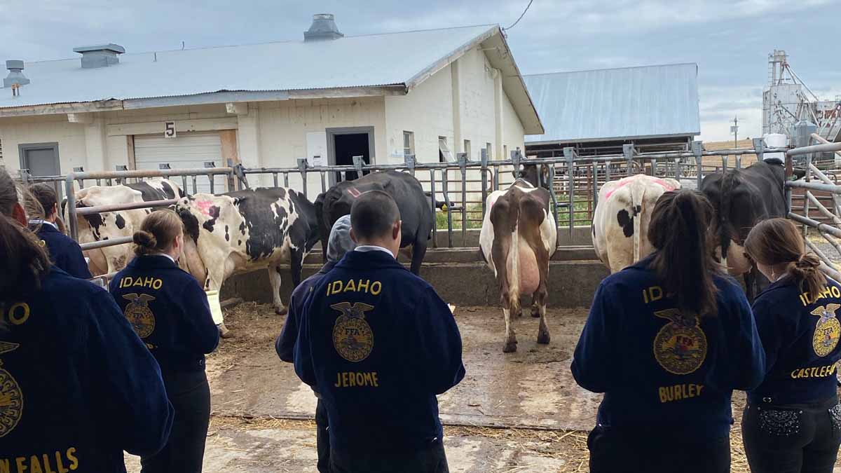 FFA students judging cows.