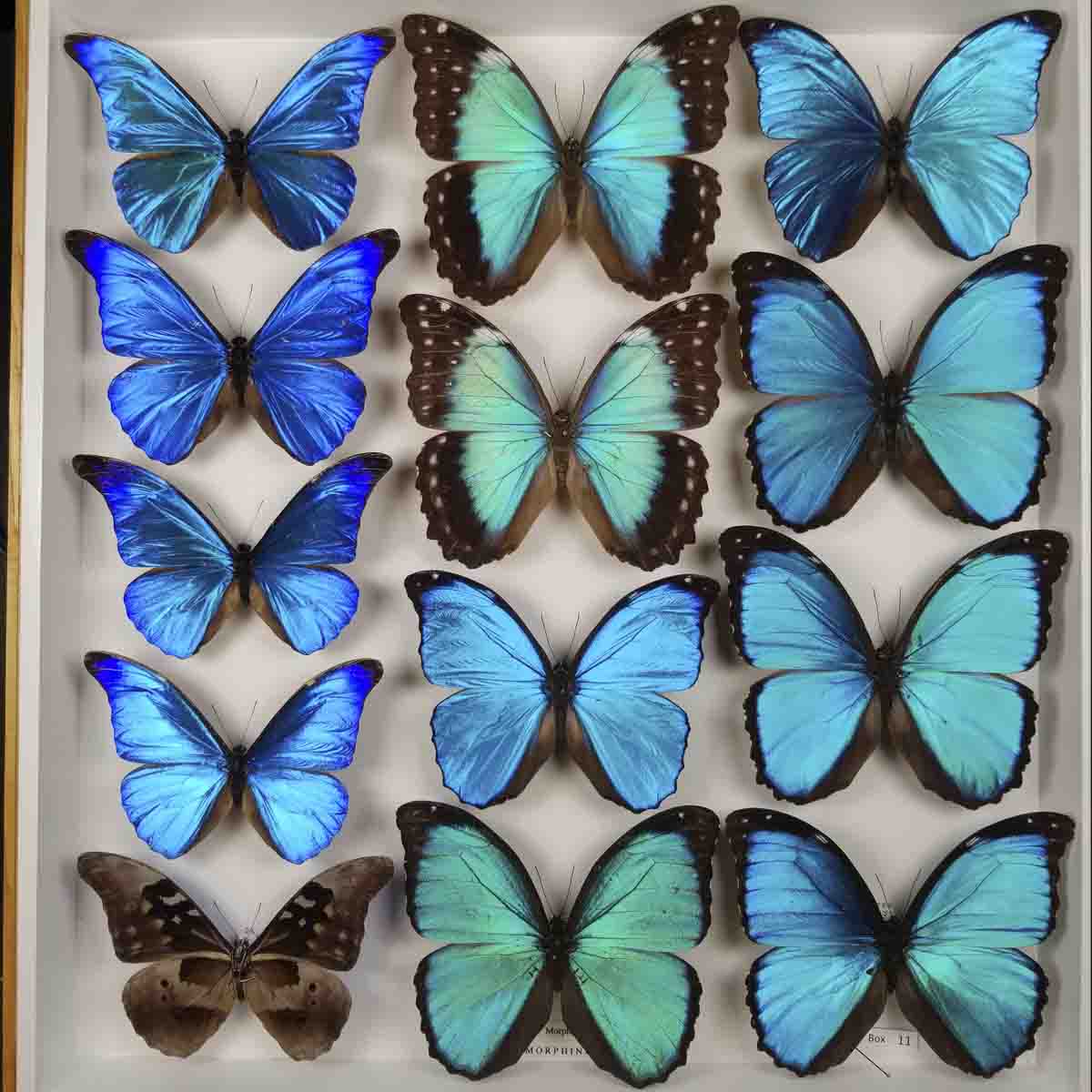 A variety of brown to aqua blue butterflies