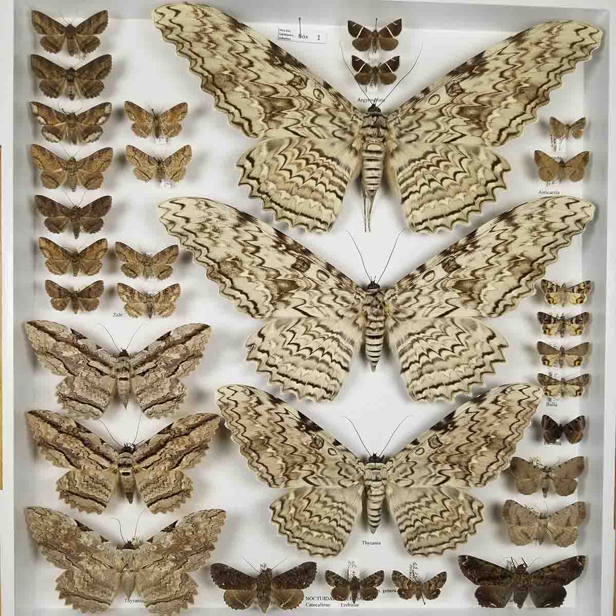 A variety of tannish brown moths