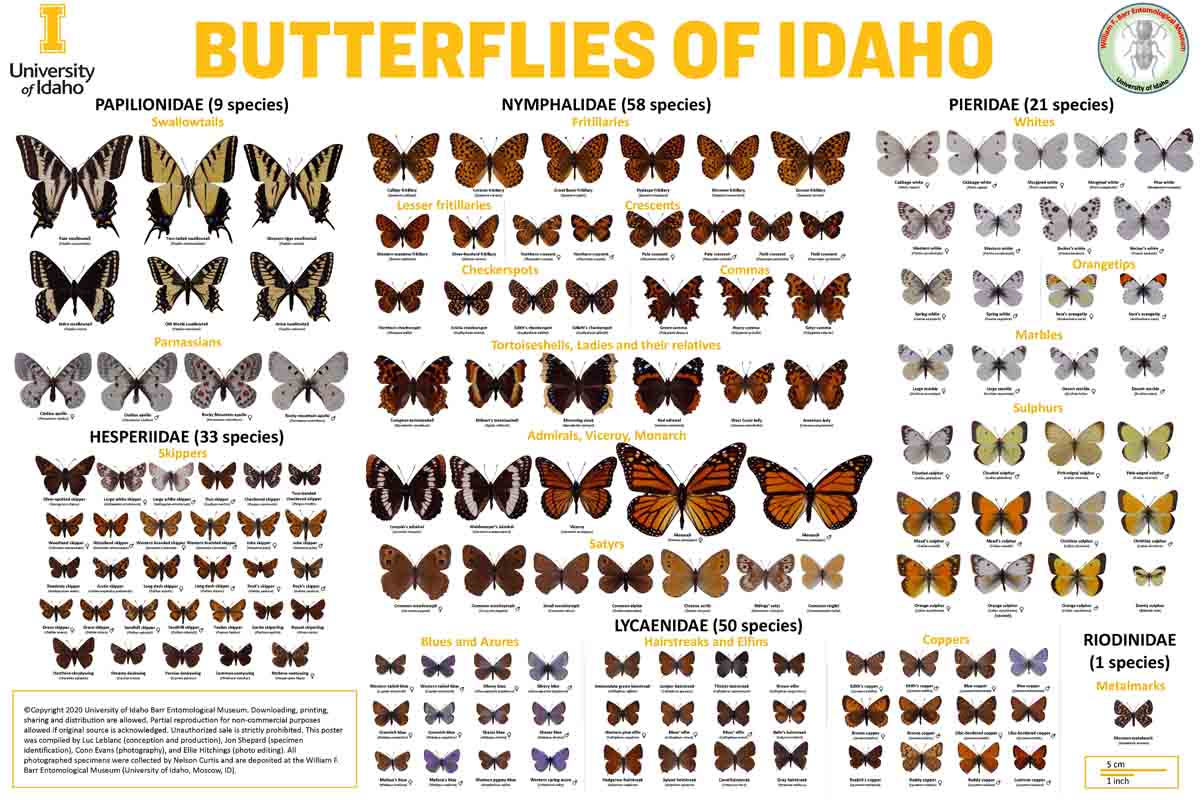 Butterflies of Idaho poster