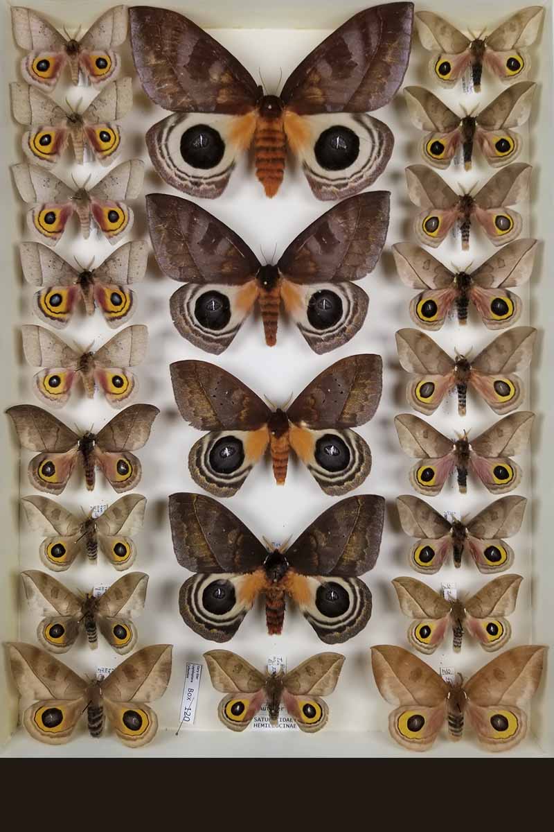 A variety of brownish tan moths