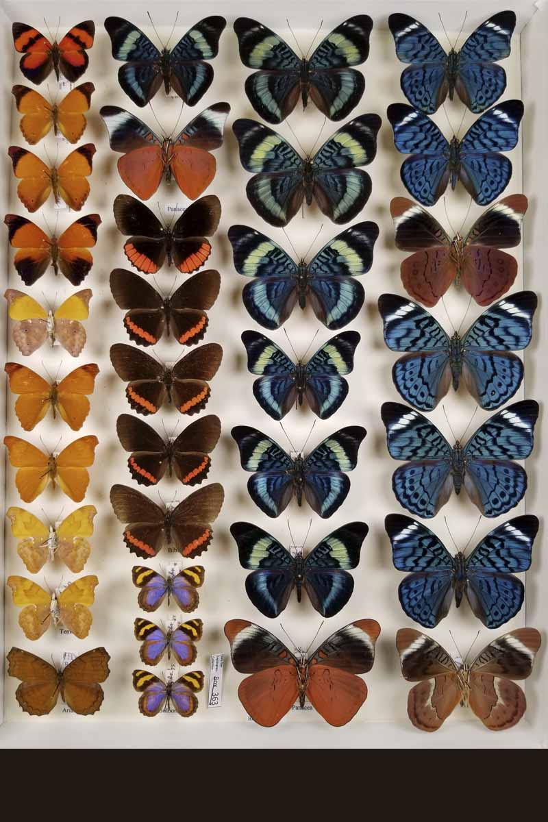 A variety of colored butterflies