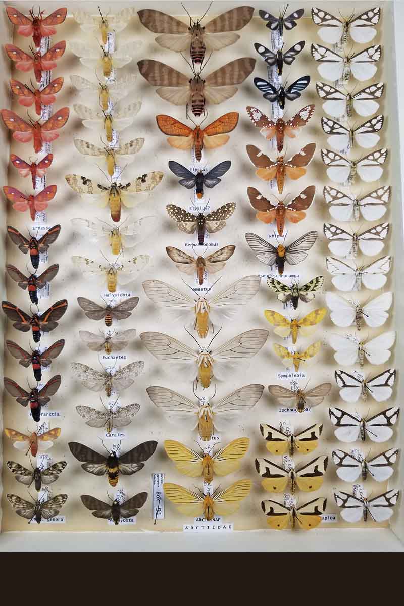 A variety of moths and butterflies