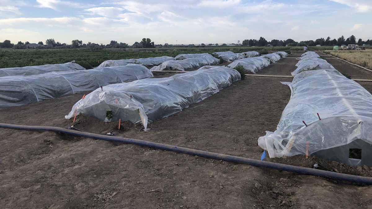 research testing of wildfire smoke on potato crops