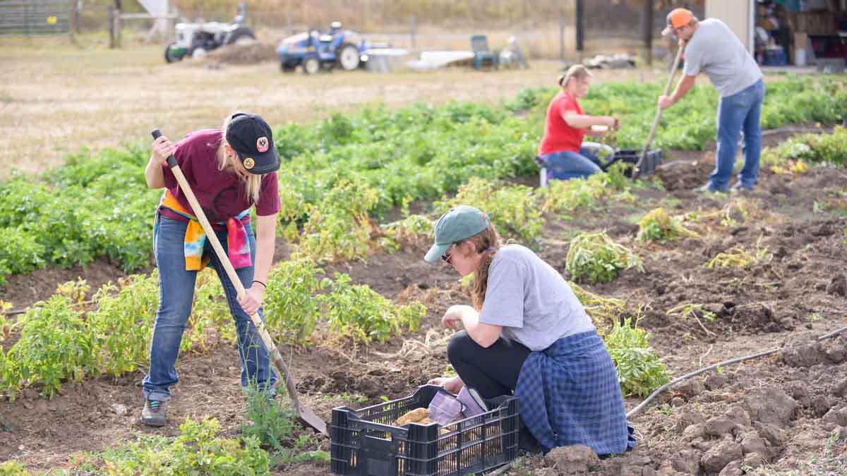 : Students from a U of I ISEM class help with harvest at the Soil Stewards Farm