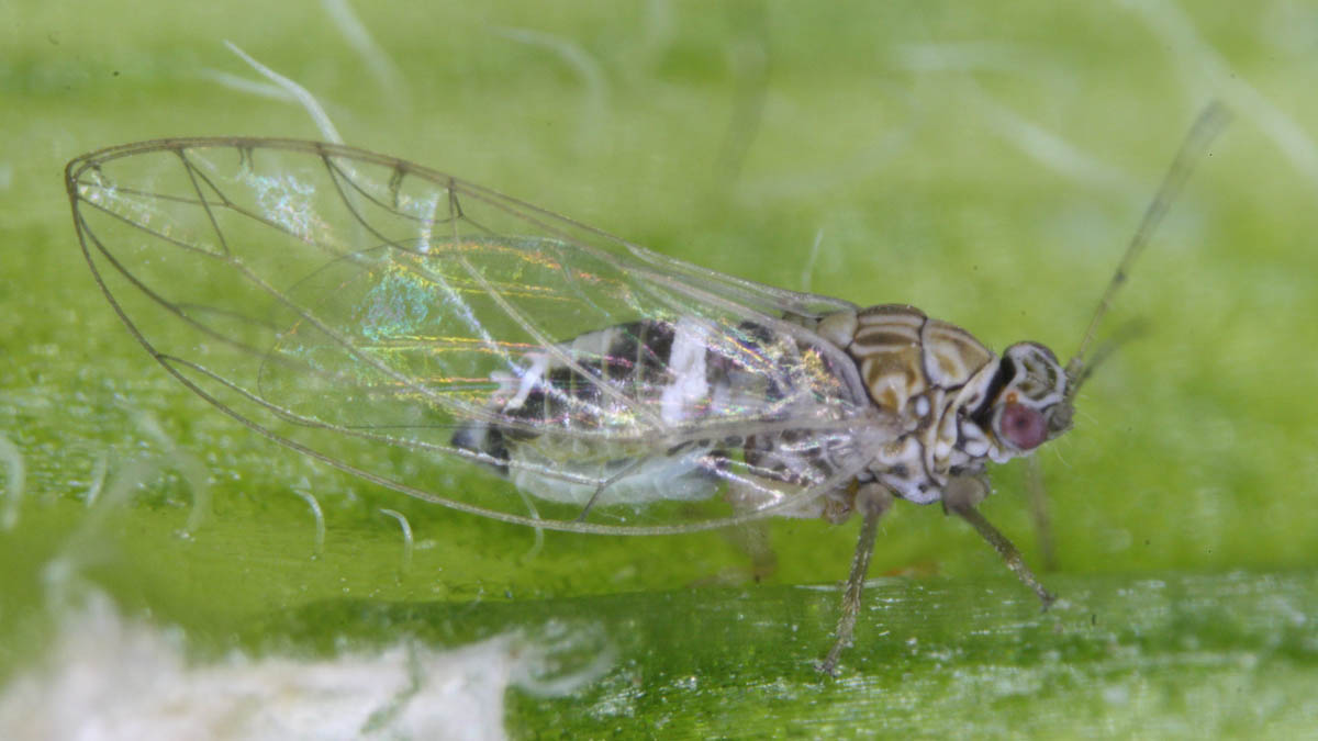 An adult potato psyllid