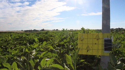 A yellow sticky trap in a field