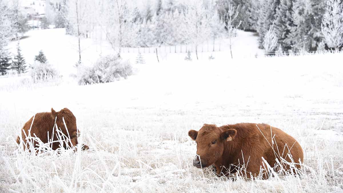 Red angus on a frosty morning