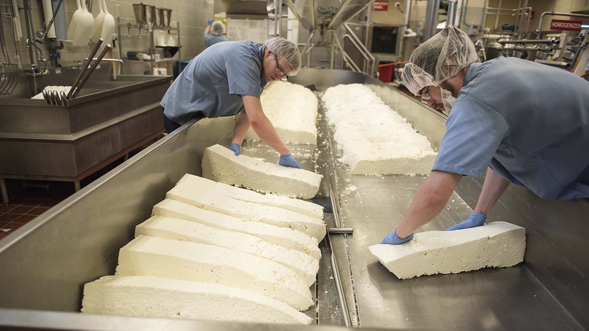Two guys working on cheese.