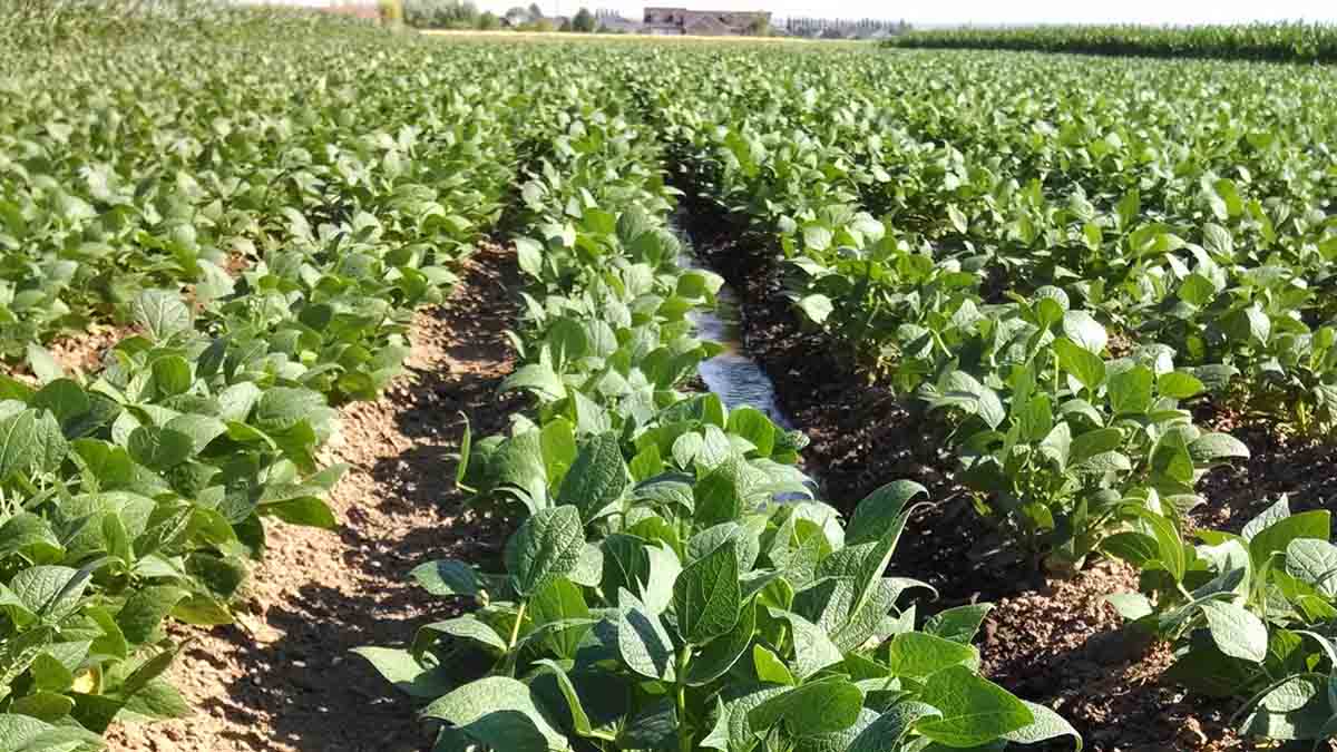 mature crop of beans at Kimberly, Idaho