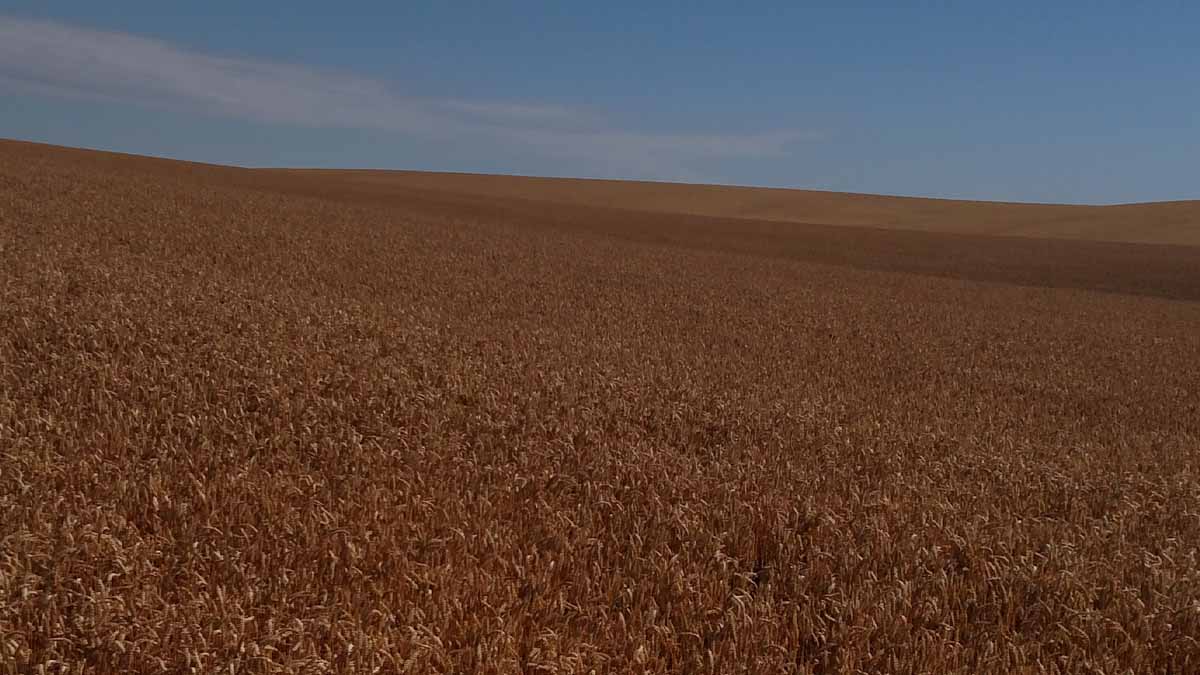 red wheat crop