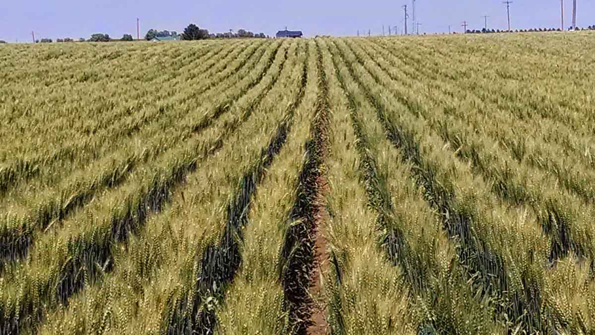 wheat crop in Aberdeen