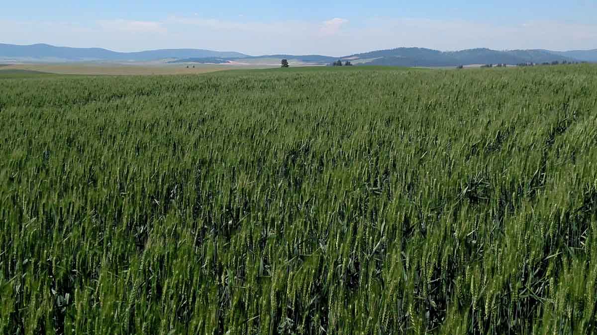 young wheat crop