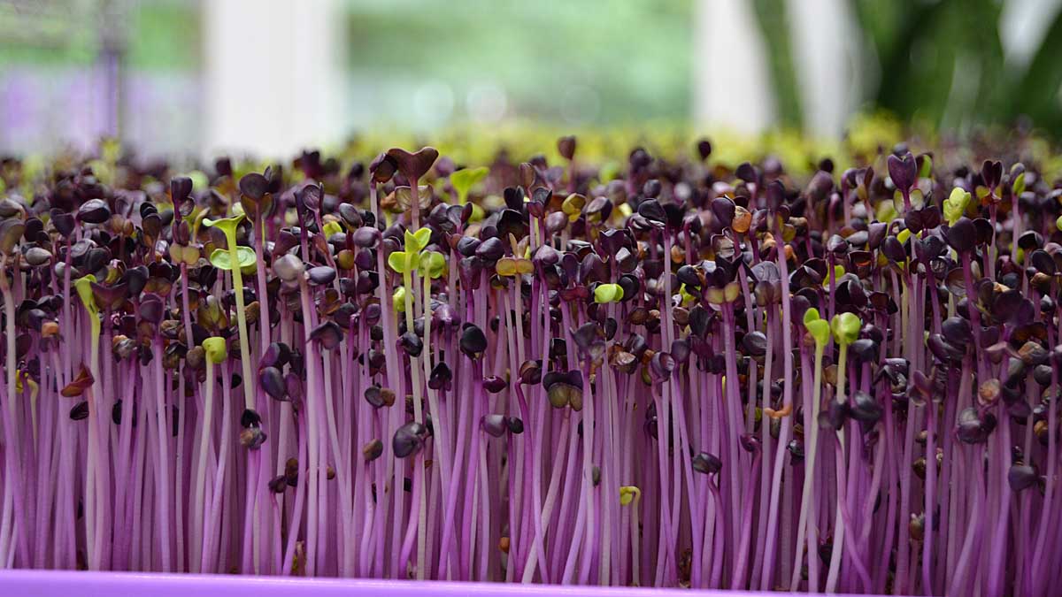 A close up of purple sprouts.
