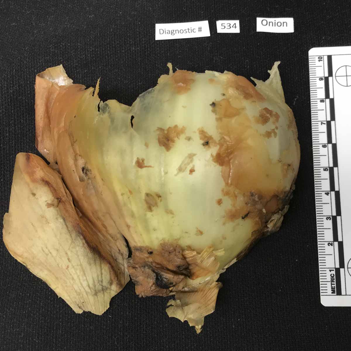 Pantoea agglomerans – Bulb symptoms (naturally infected)
