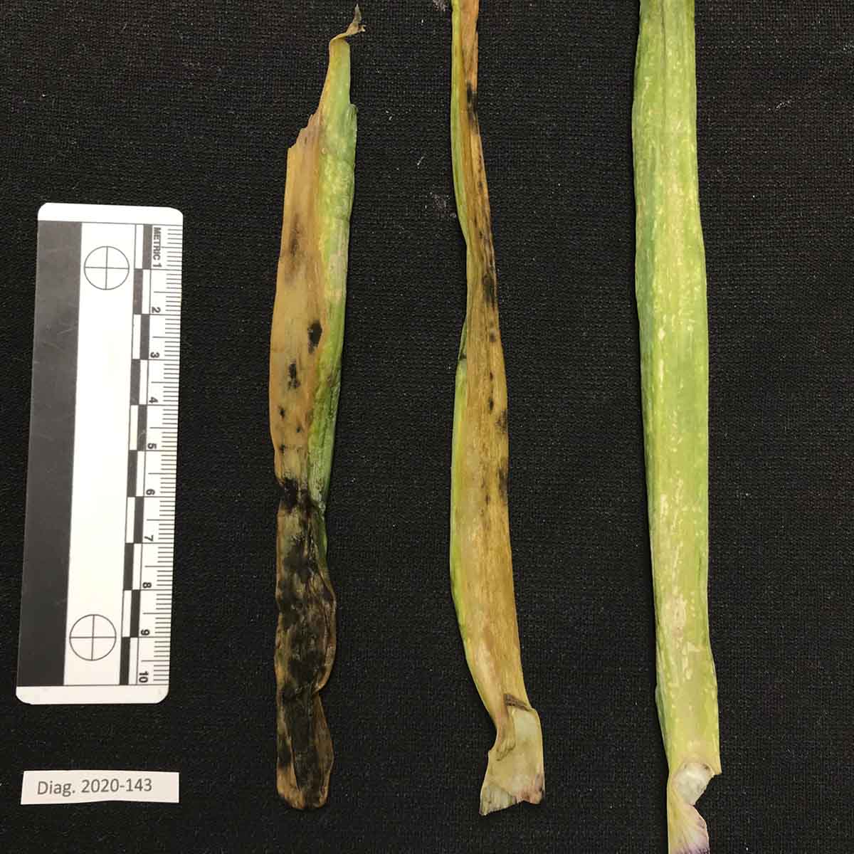 Stemphylium vesicarium - Leaf symptoms (naturally infected)
