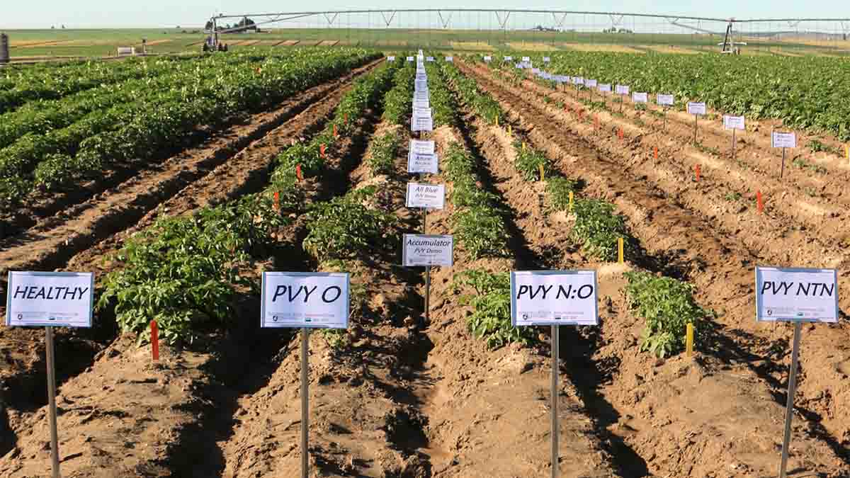 A demonstration field plots of potato varieties.