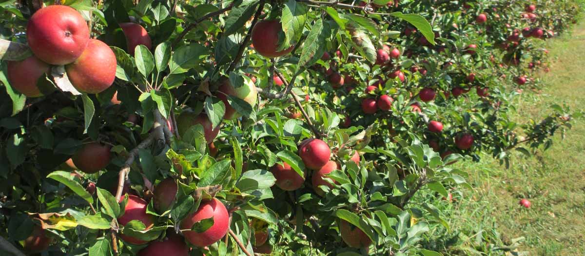 an orchard of red apples