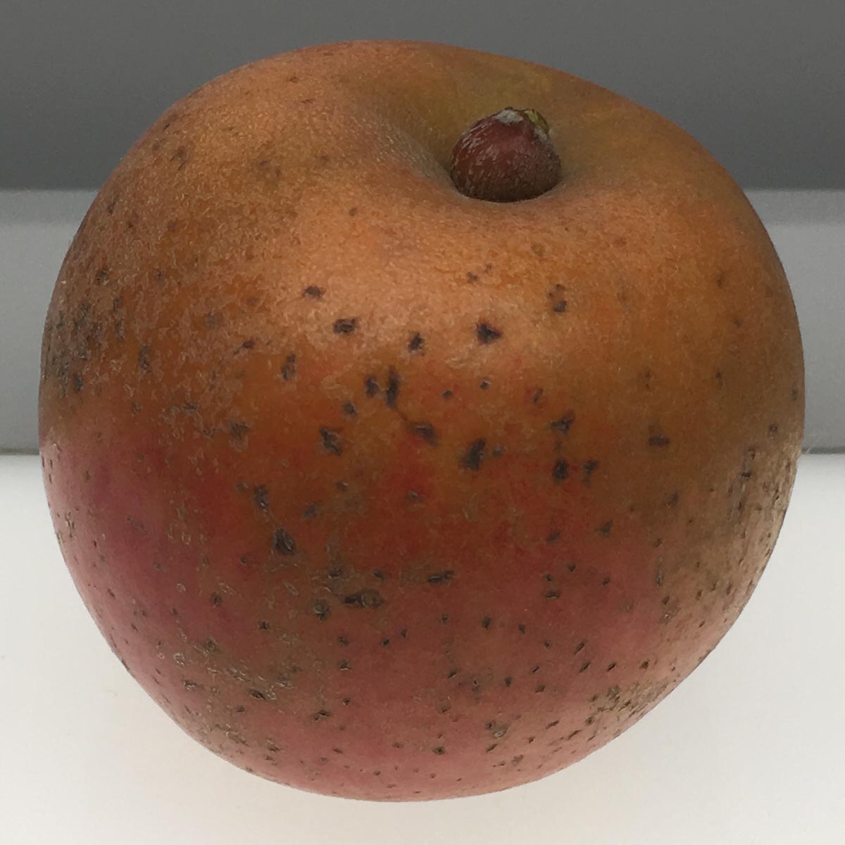 Ashmead's Kernel apple