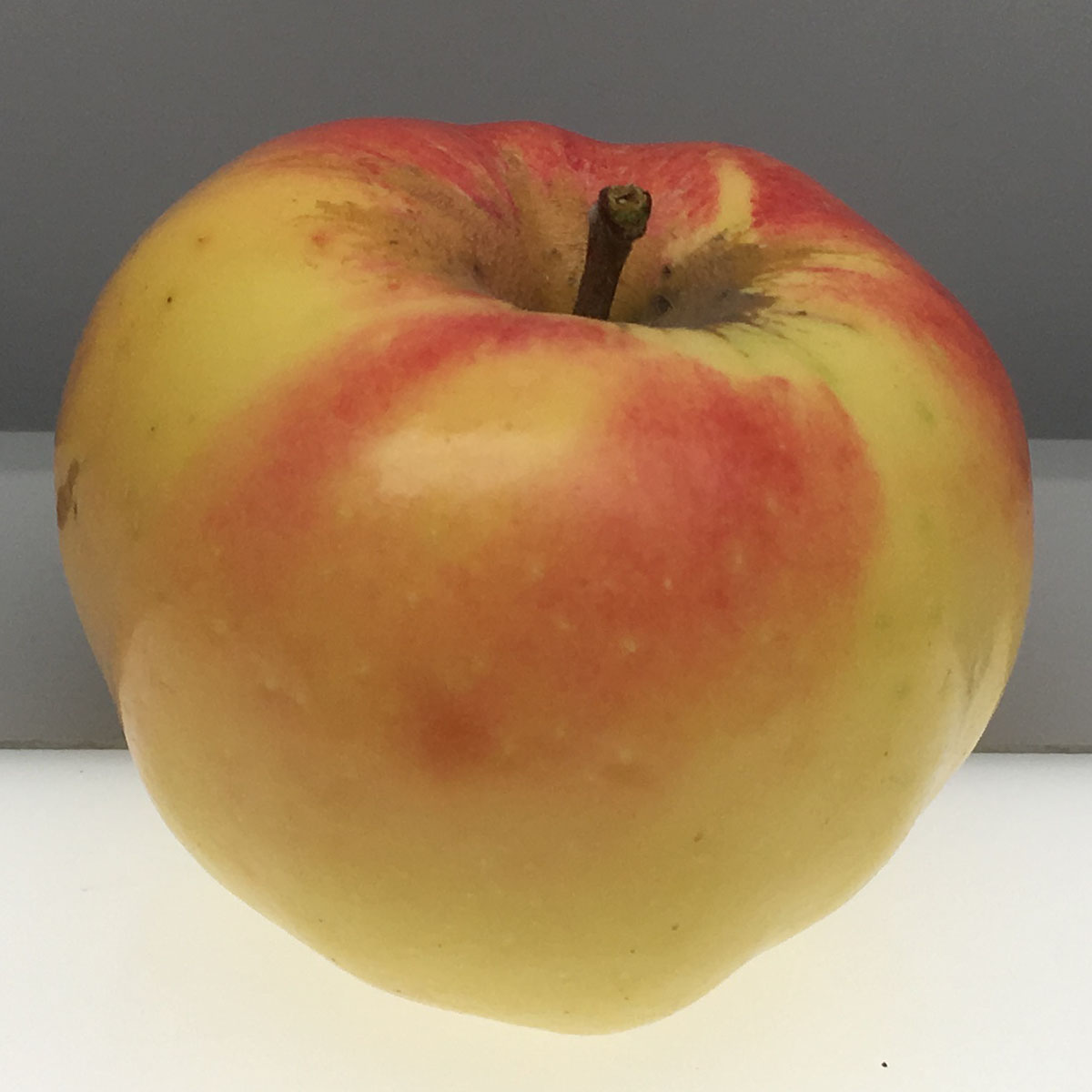Calville Blanc apple