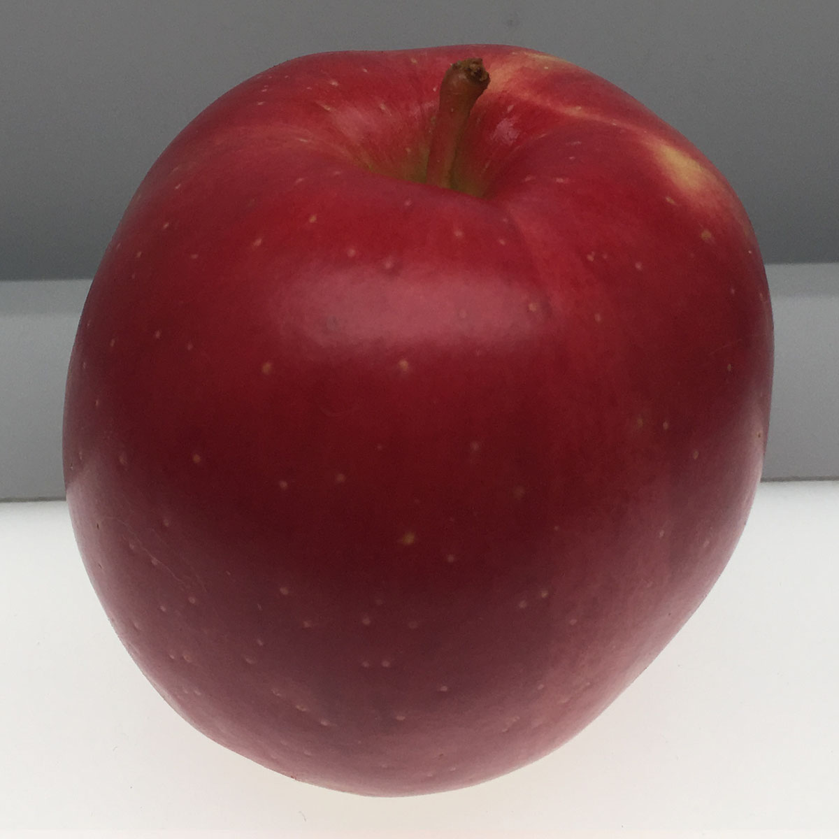 Hubbardston Nonsuch apple